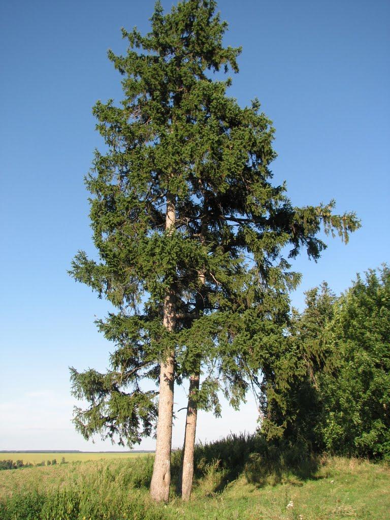 Капустяни з panoramio.com - Капустяни