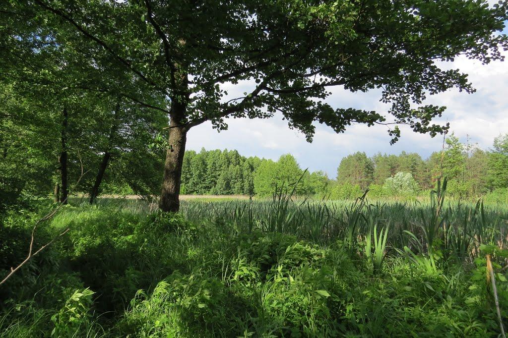 Софіївка з panoramio.com - Софиевка