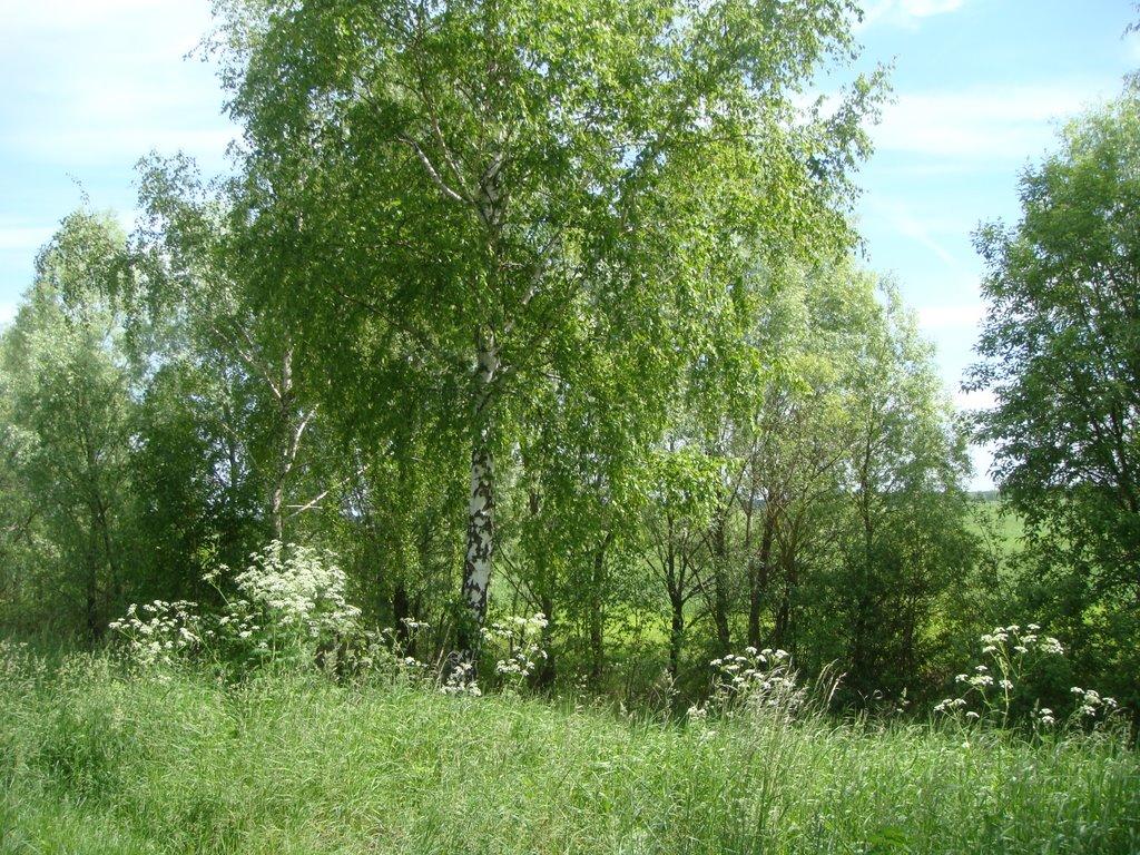 Переяслівка з panoramio.com - Переяслівка