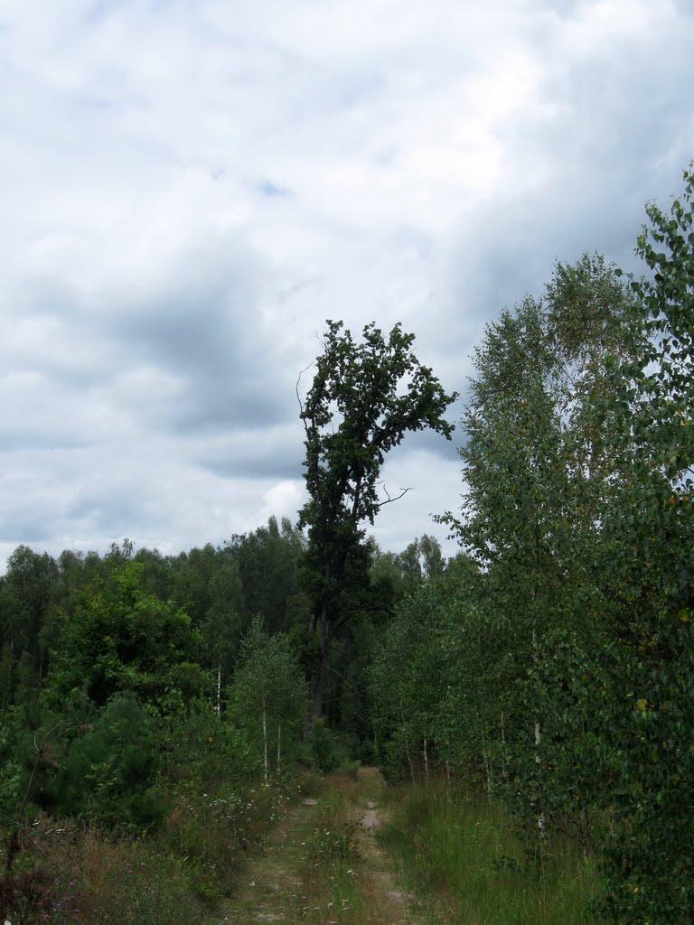 Грибова Рудня з panoramio.com - Грибова Рудня