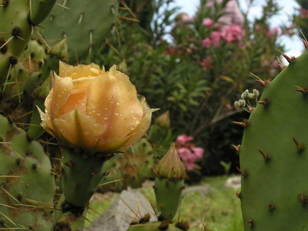 Сонячногірське з panoramio.com - Солнечногорское