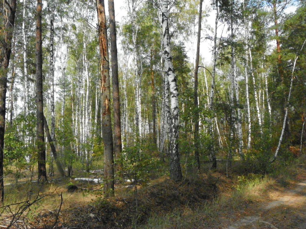 Кумейки з panoramio.com - Кумейки