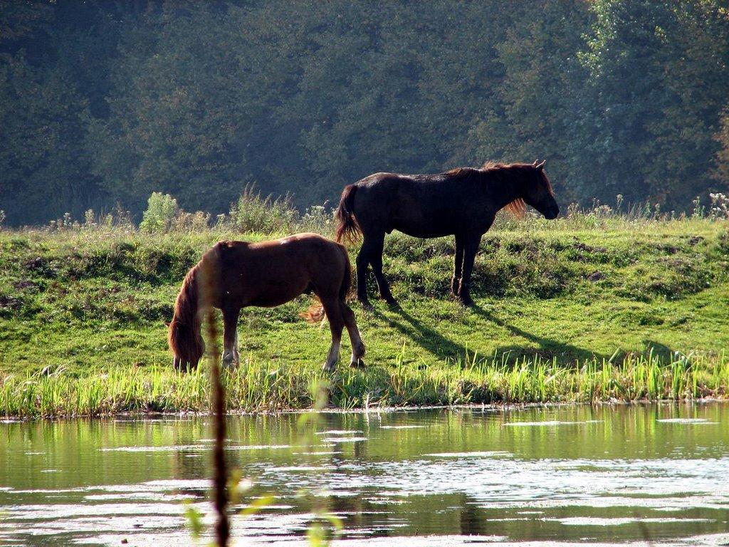 Руда-Красна з panoramio.com - Руда-Красна