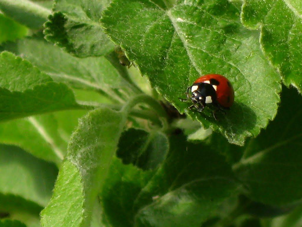 Березне з panoramio.com - Березне