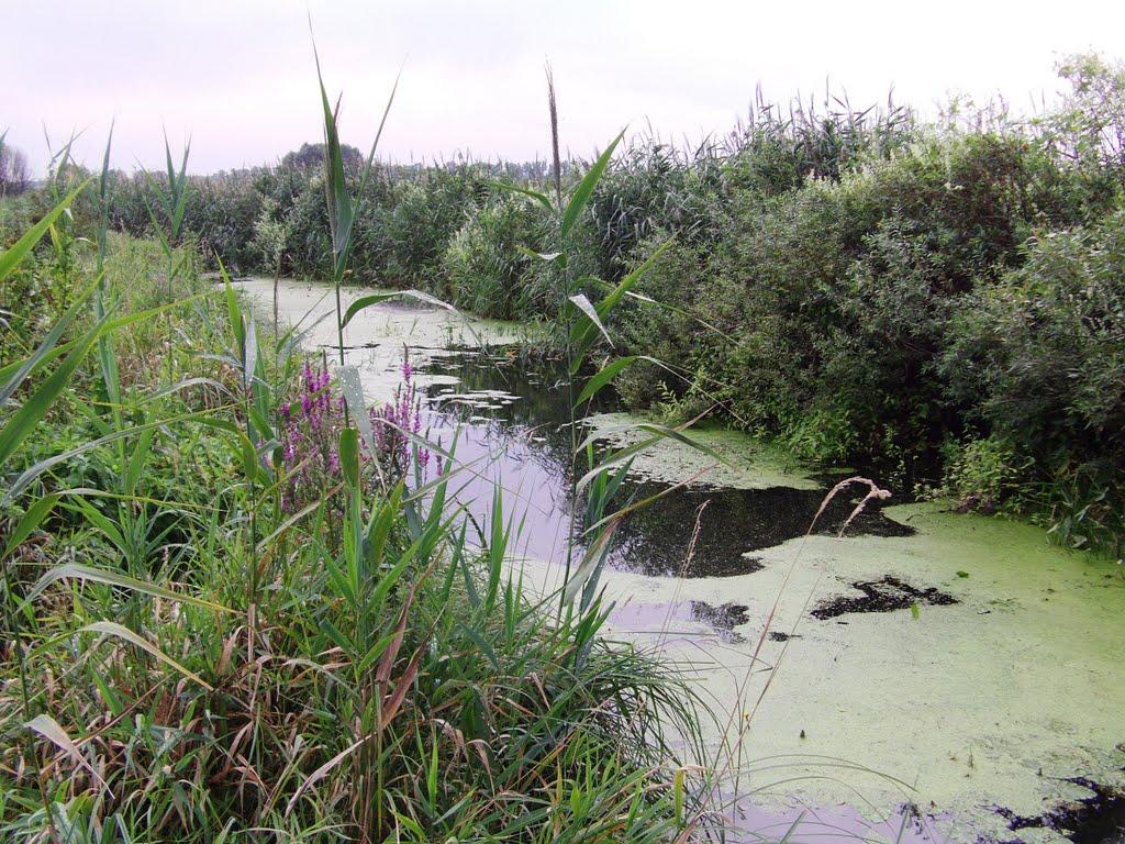 Нижня Сироватка з panoramio.com - Нижня Сироватка