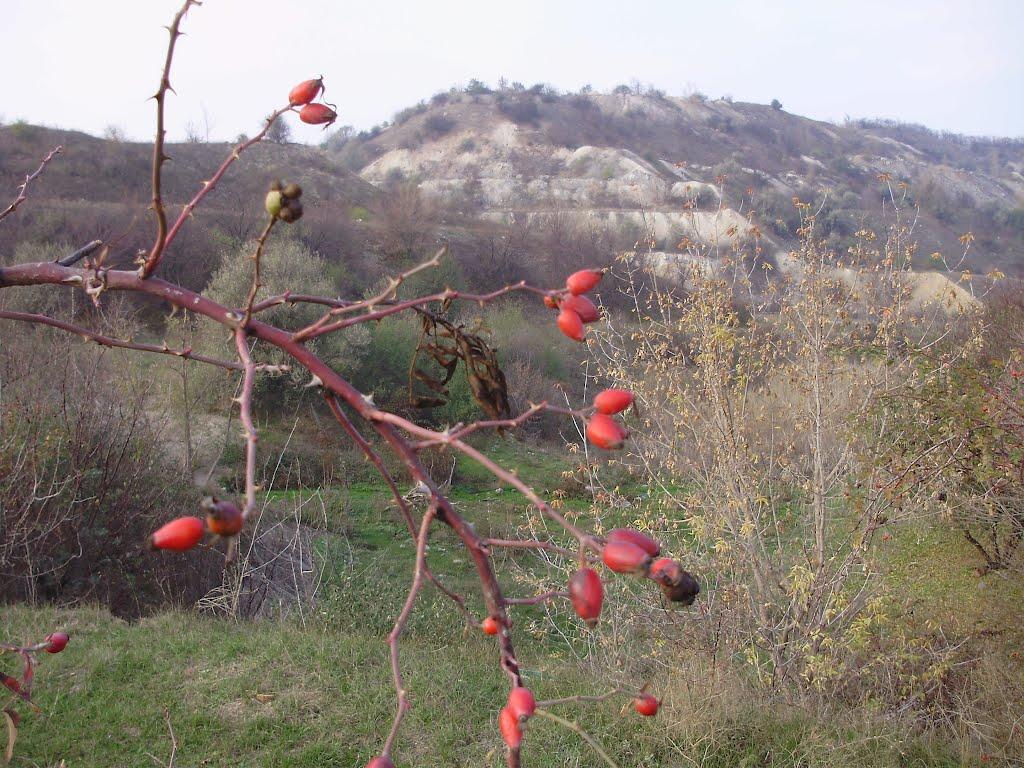 Ольгинка з panoramio.com - Ольгинка