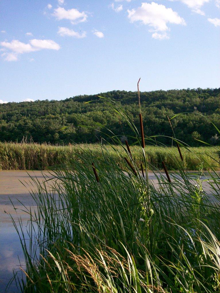 Настасіївка з panoramio.com - Настасиевка