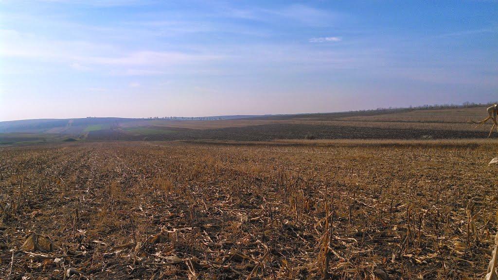 Новосілка з panoramio.com - Новоселка