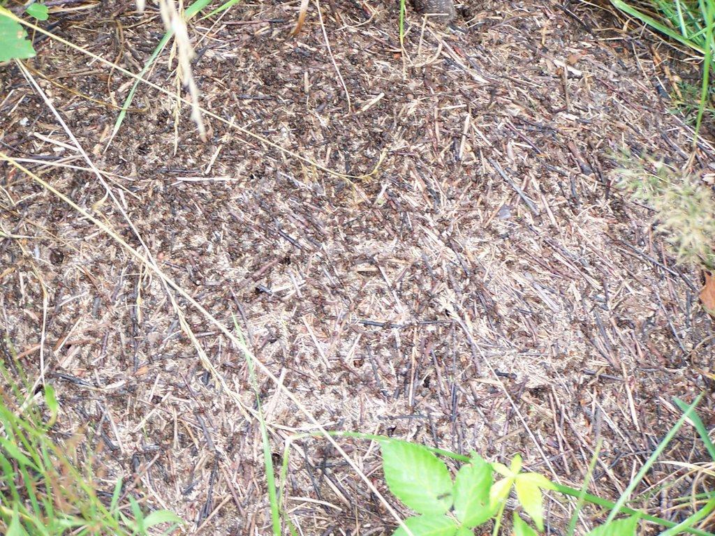 Неліпино з panoramio.com - Неліпино