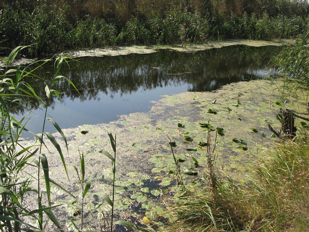 Новоселиця з panoramio.com - Новоселиця