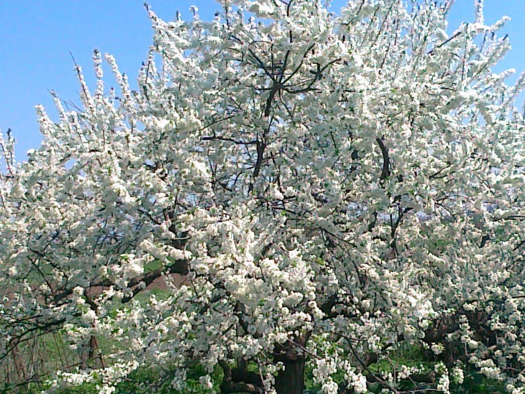 Солонцеве з panoramio.com - Солонцево