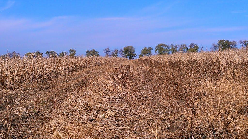 Новосілка з panoramio.com - Новоселка