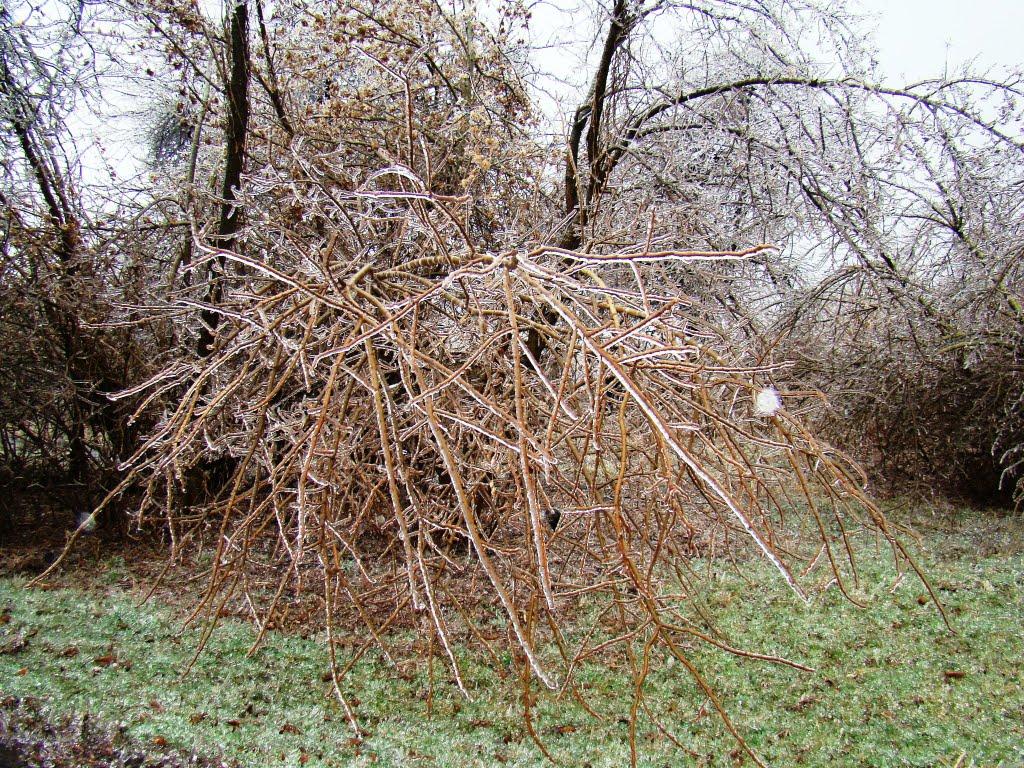 Янишівка з panoramio.com - Янишевка