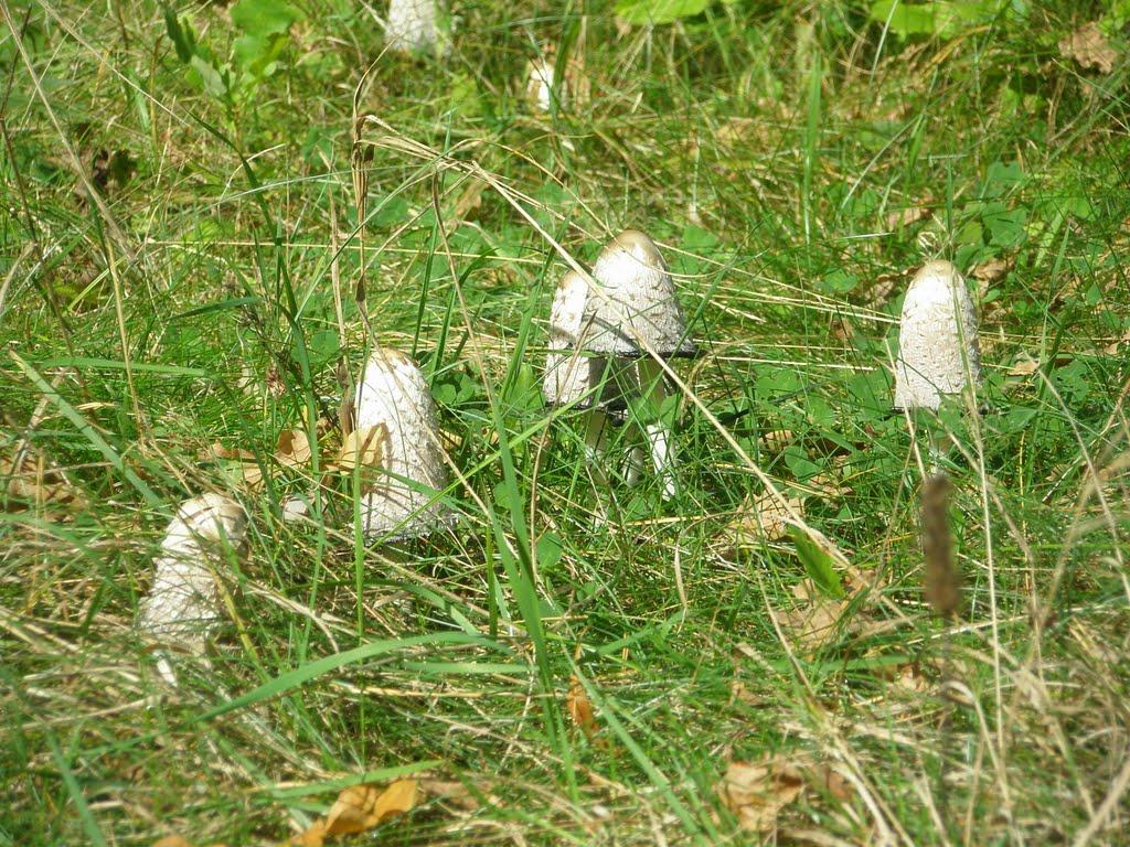 Буки з panoramio.com - Буки