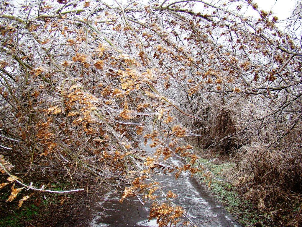 Янишівка з panoramio.com - Янишевка