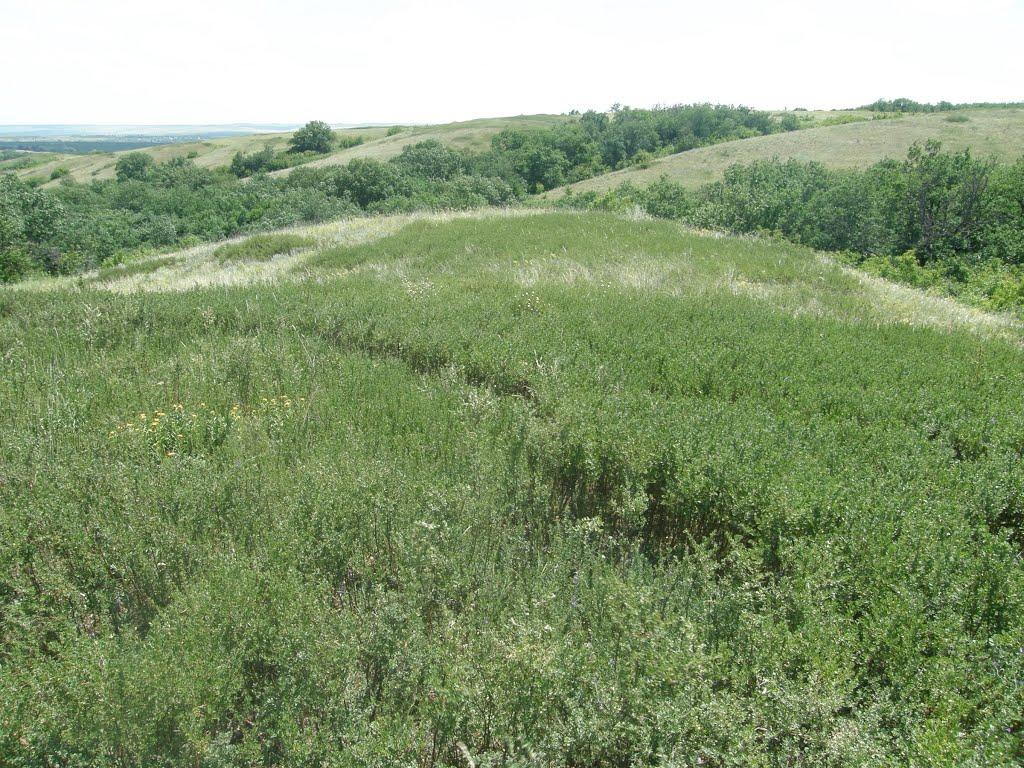 Дякове з panoramio.com - Дякове