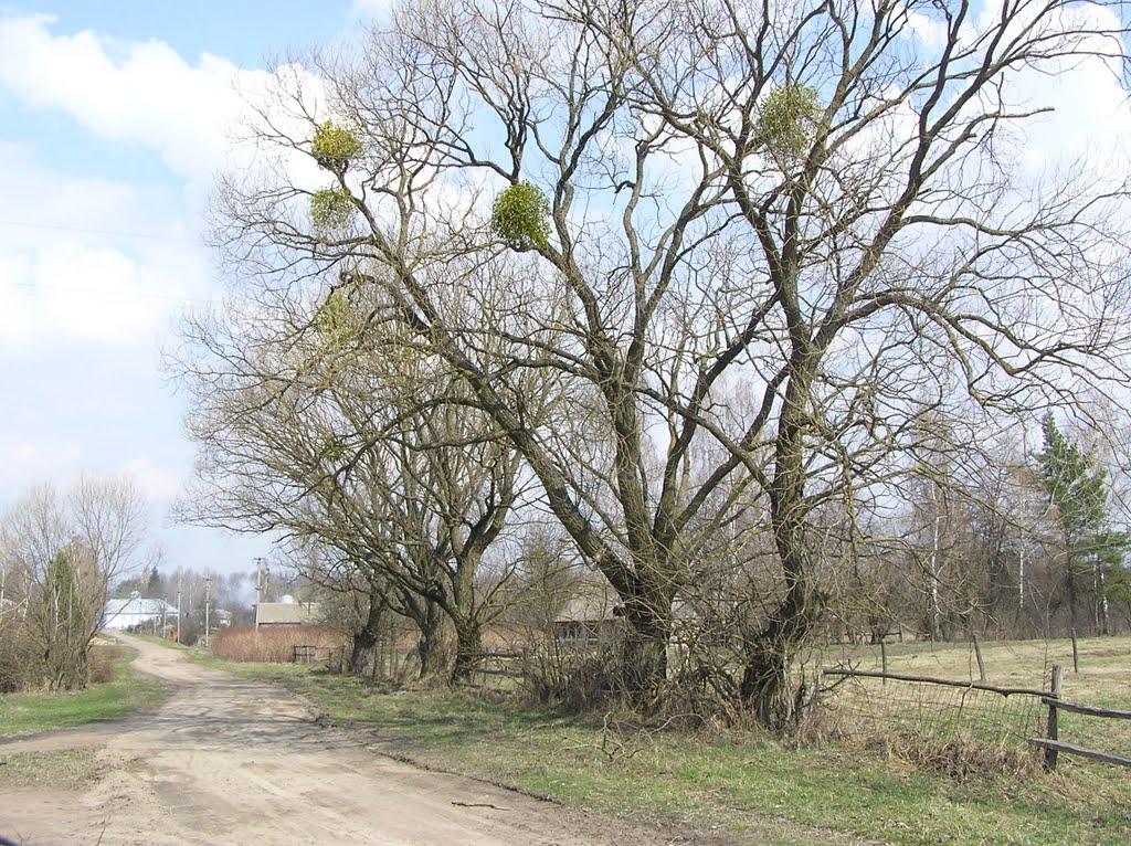 Горщик з panoramio.com - Горщик