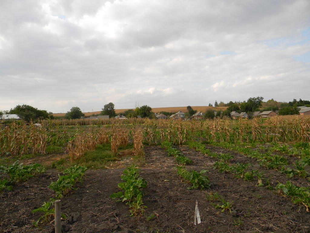 Бірки з panoramio.com - Бирки