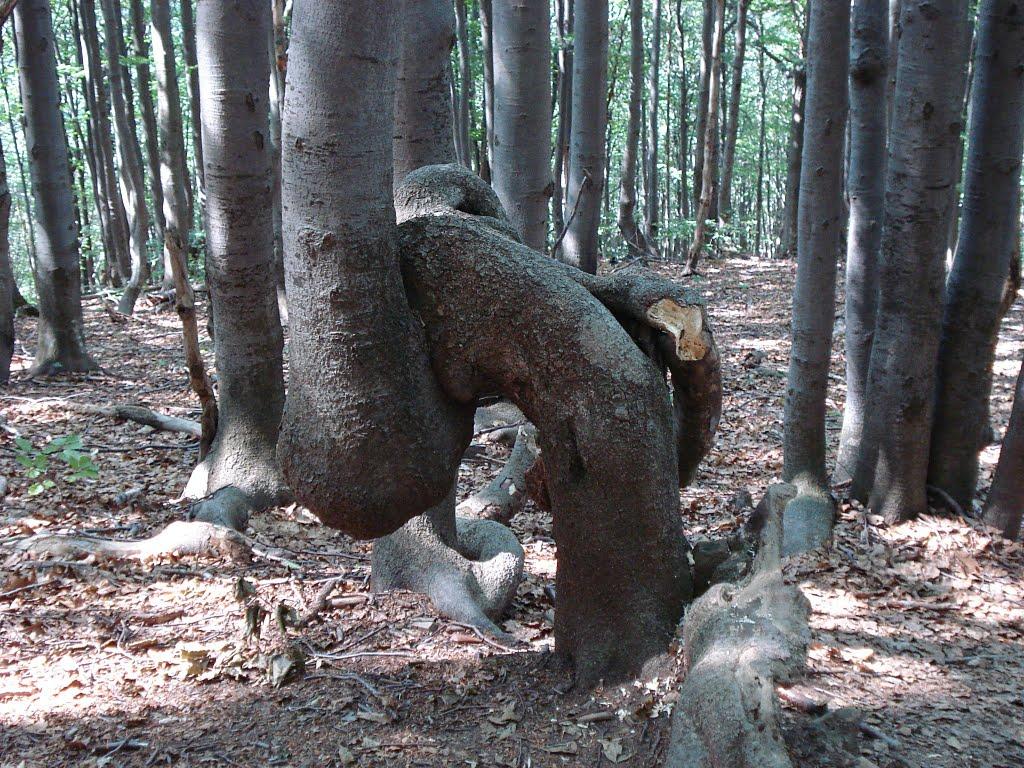 Стужиця з panoramio.com (ч.2) - Стужиця