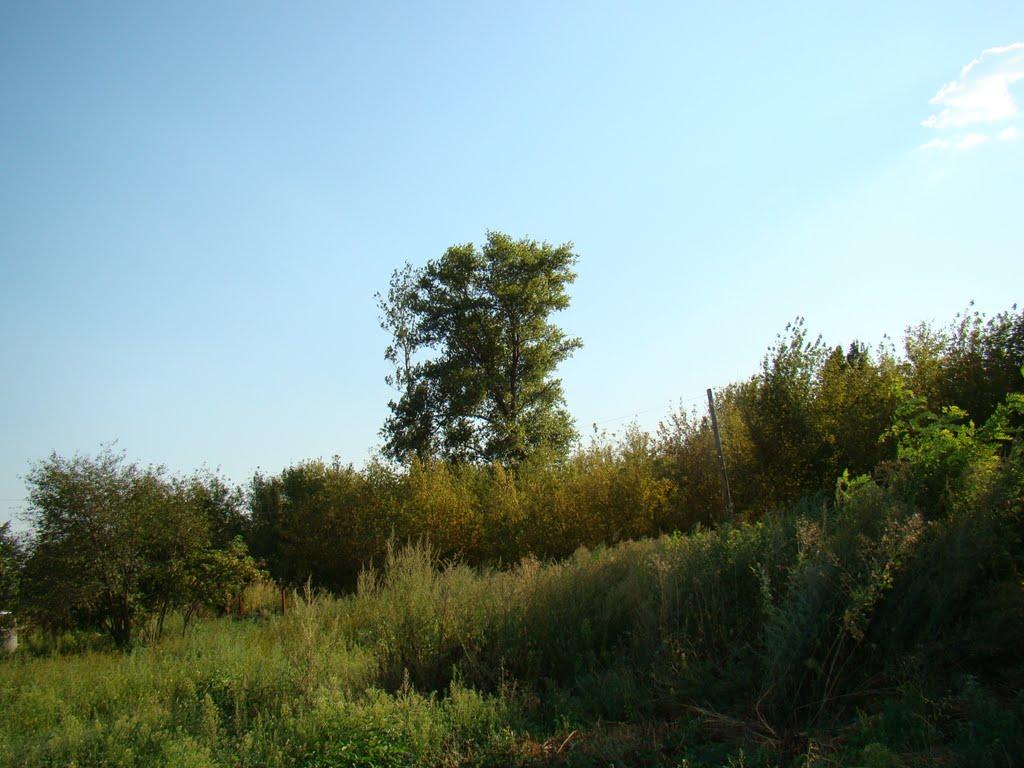 Червона Дача з panoramio.com - Червона Дача