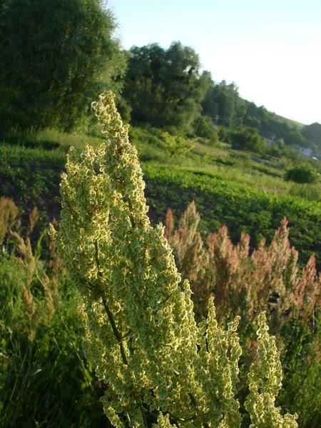 Лісники з panoramio.com - Лісники