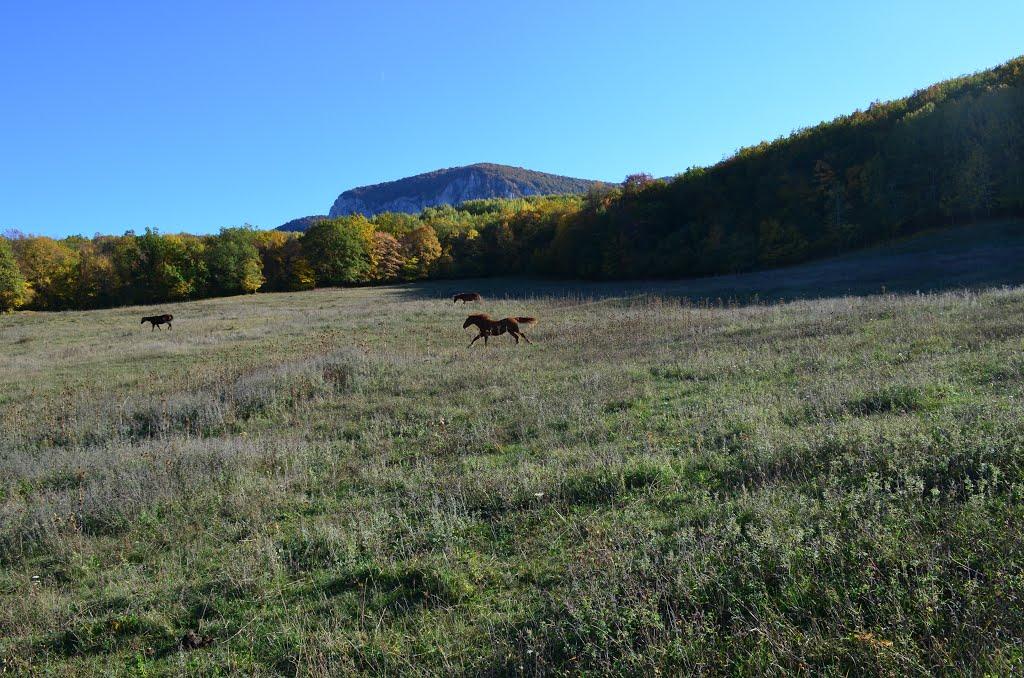 Соколине з panoramio.com (ч.2) - Соколиное
