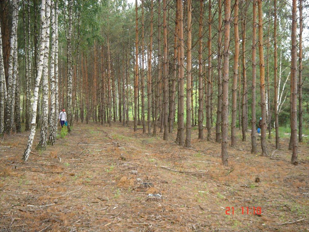 Велика Офірна з panoramio.com - Велика Офірна