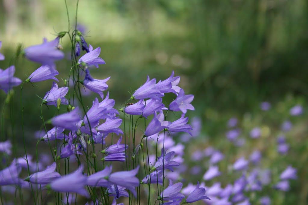Чижівка з panoramio.com - Чижівка