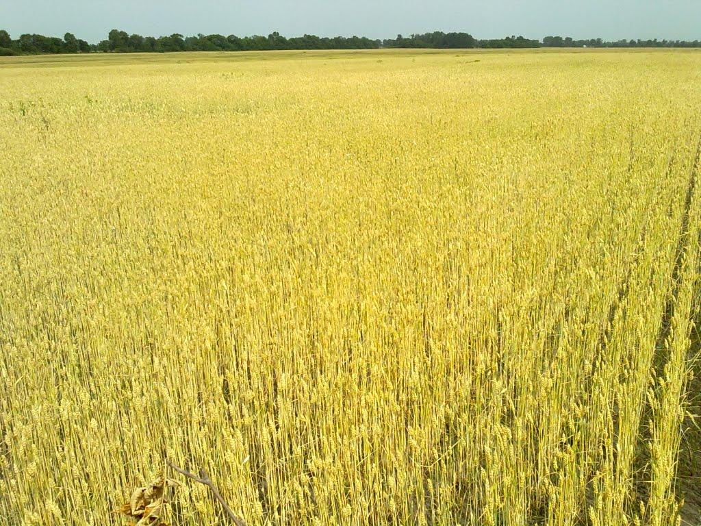 Товкачівка з panoramio.com - Товкачівка