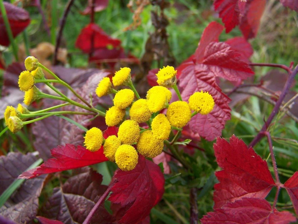 Чоп з panoramio.com - Чоп