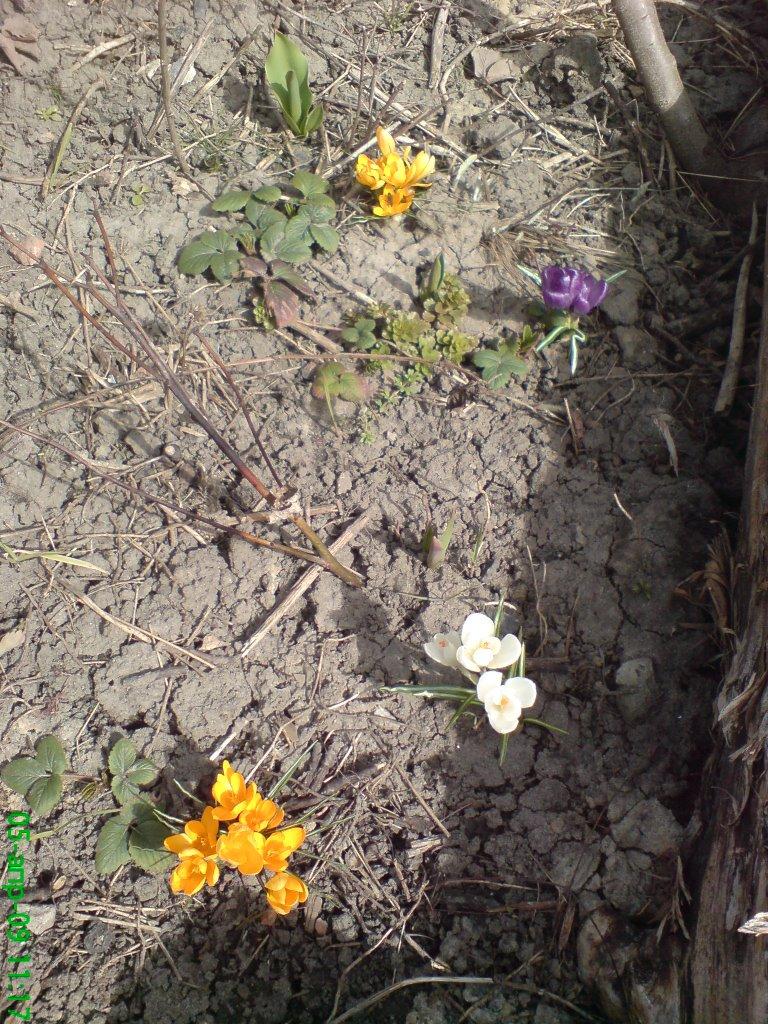 Черкаська Лозова з panoramio.com - Черкасская Лозовая