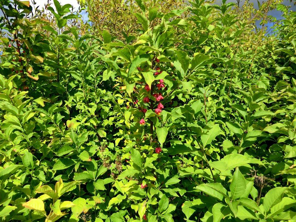 Малий Вистороп з panoramio.com - Malyy Vystorop