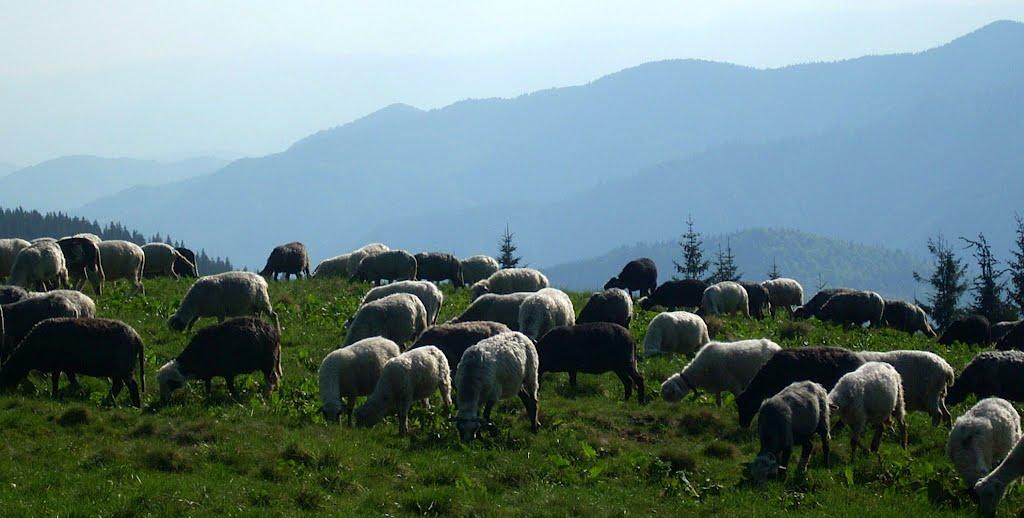 Видричка з panoramio.com - Выдричка