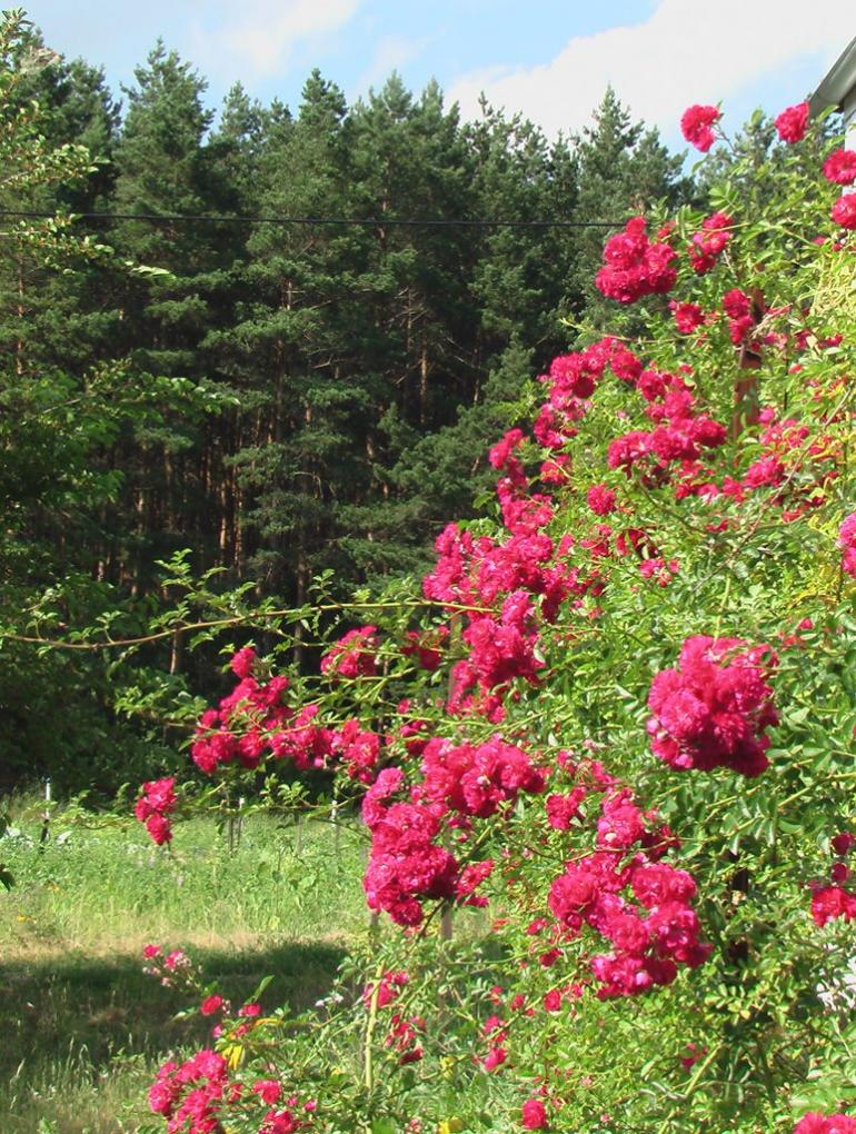 Масківці з panoramio.com - Масковцы