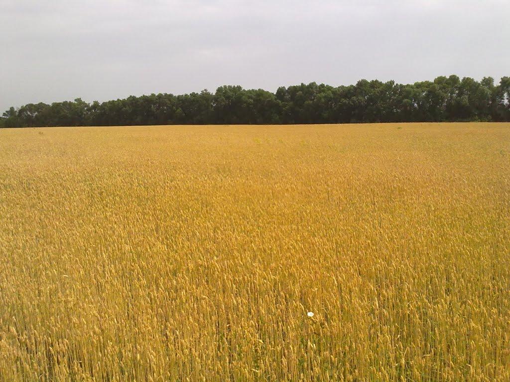 Кроти з panoramio.com - Кроти