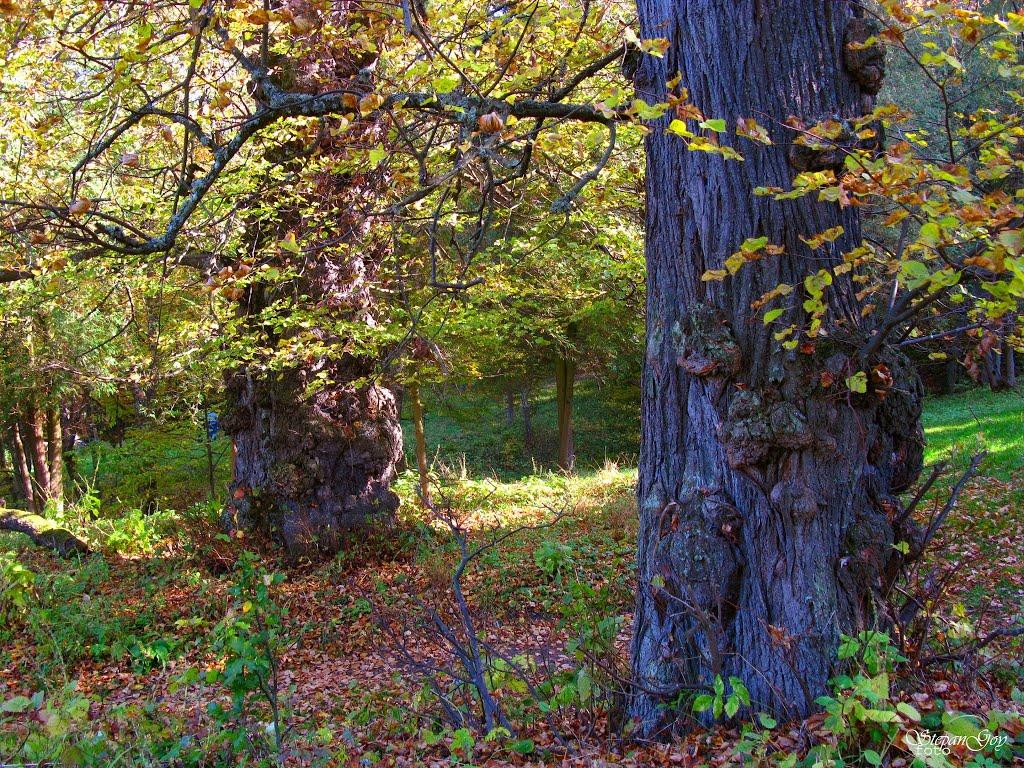 Рай з panoramio.com - Рай