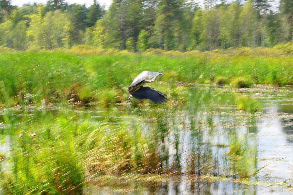 Кошари з panoramio.com - Кошари