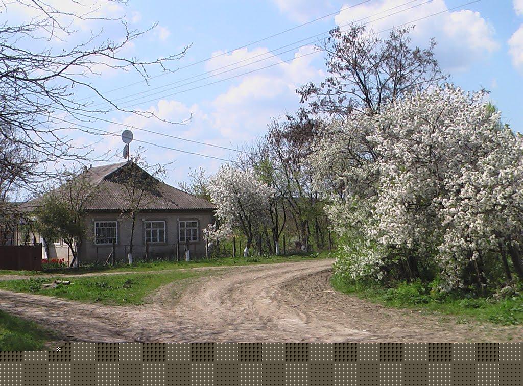 Грибова Рудня з panoramio.com - Грибова Рудня