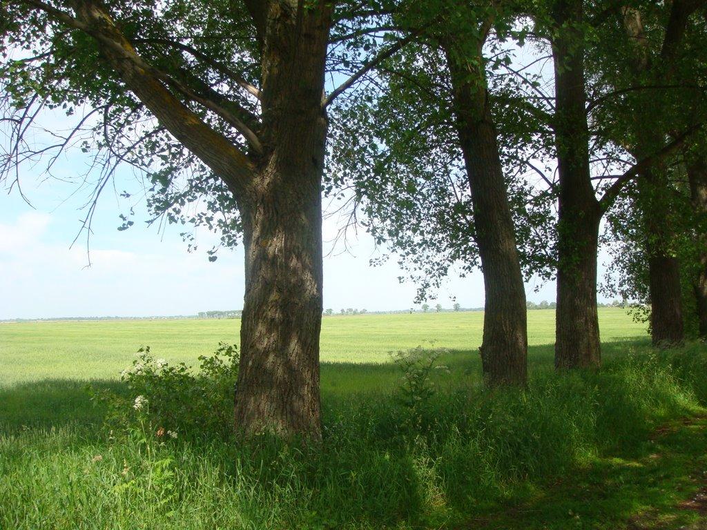 Переяслівка з panoramio.com - Переяслівка