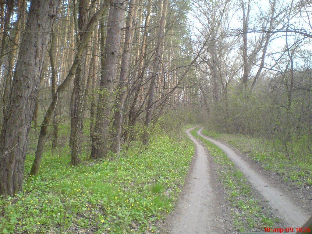 Давидо-Микільське з panoramio.com - Давидо-Микільське