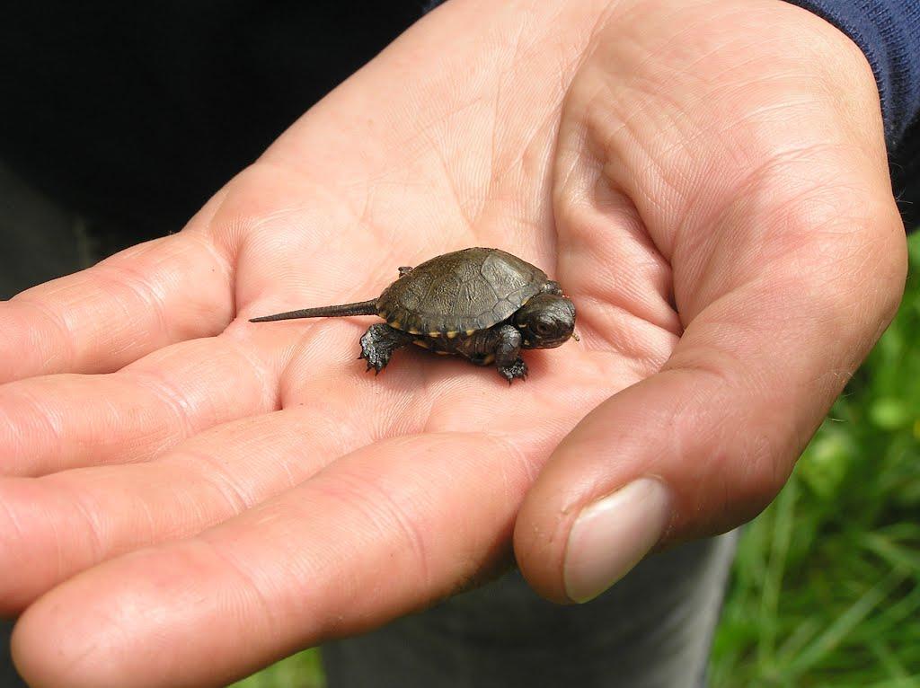 Четвертинівка з panoramio.com - Четвертинівка