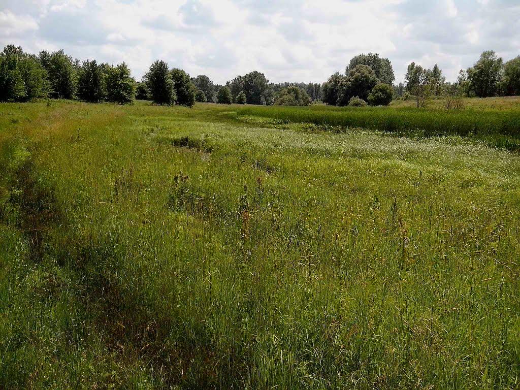 Приліпка з panoramio.com - Прилипка