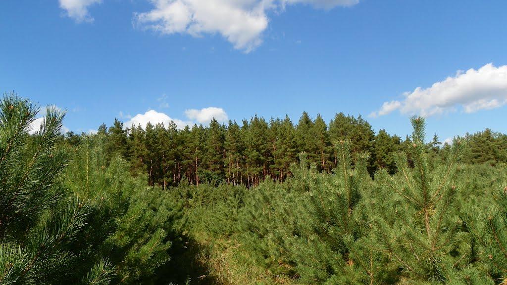 Кумейки з panoramio.com - Кумейки