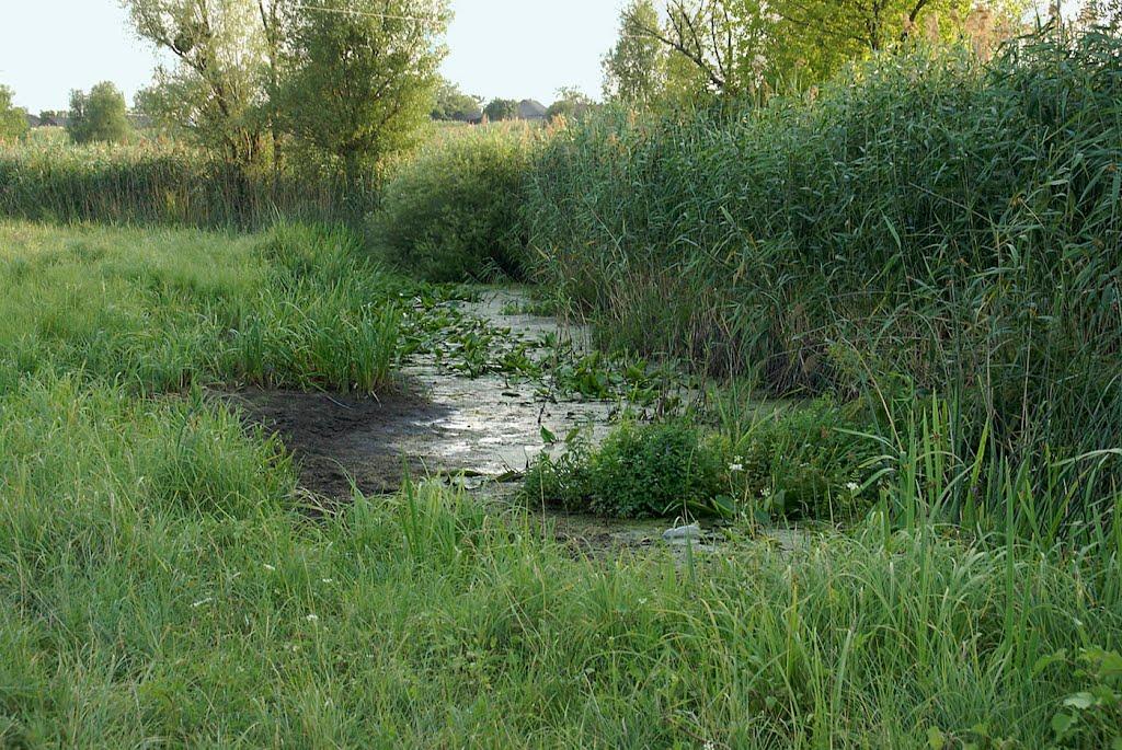 Білки з panoramio.com - Білки