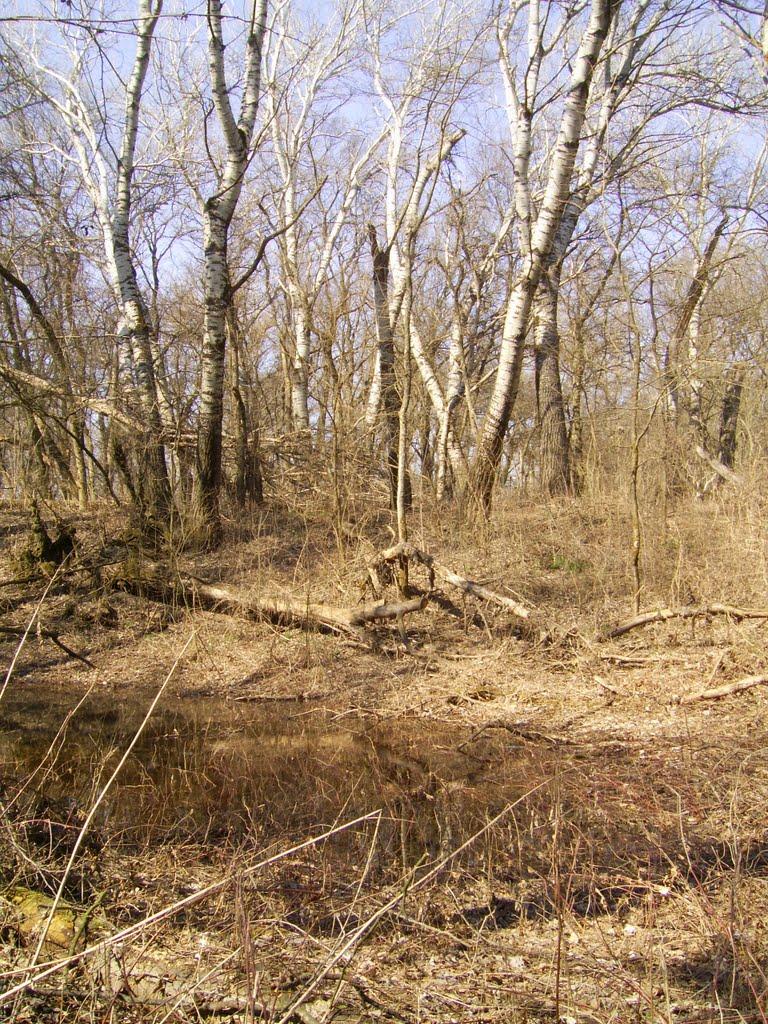 Гуньки з panoramio.com - Гуньки