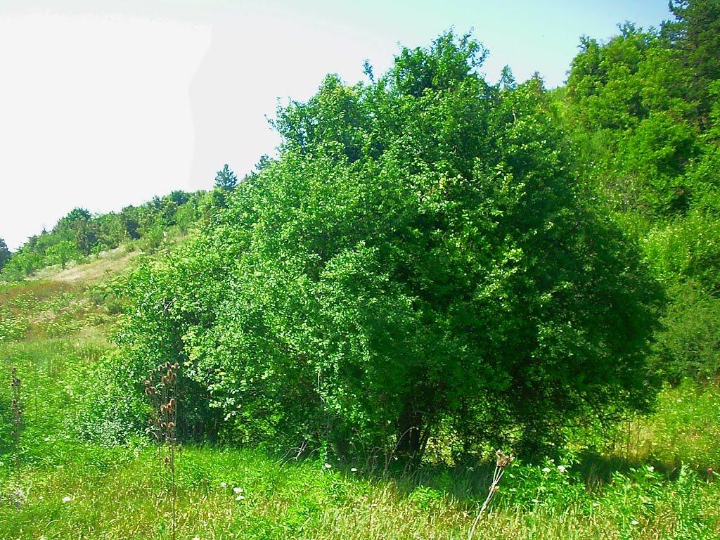 Багата Ущелина з panoramio.com - Багата Ущелина