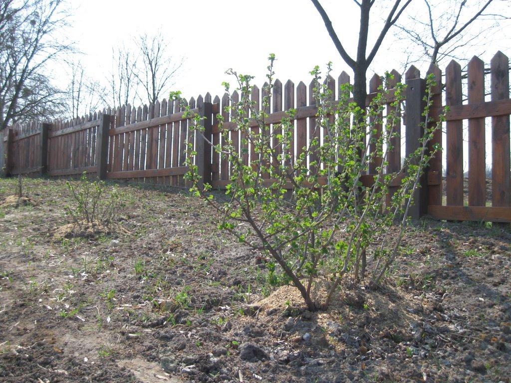 Ясногородка з panoramio.com - Ясногородка