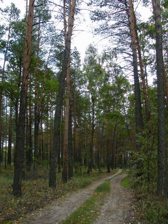 Грибова Рудня з panoramio.com - Грибова Рудня