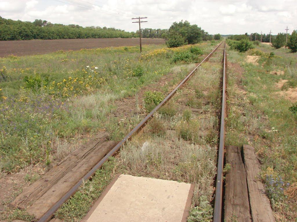 Рози Люксенбург з panoramio.com - Нове Шахове