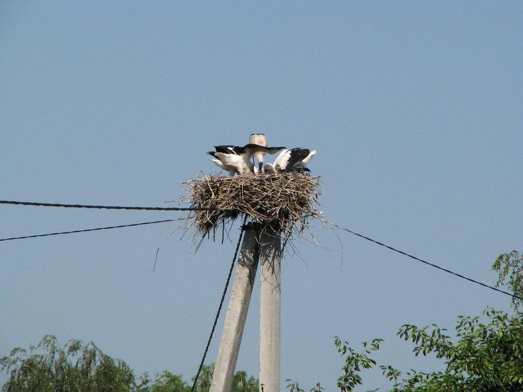 Марківці з panoramio.com - Markivtsi